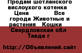 Продам шотланского вислоухого котенка › Цена ­ 10 000 - Все города Животные и растения » Кошки   . Свердловская обл.,Тавда г.